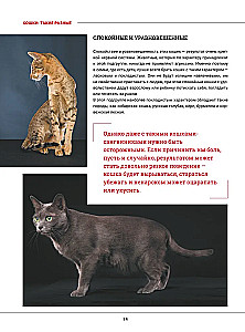 Kaķi. Liela vizuālā enciklopēdija