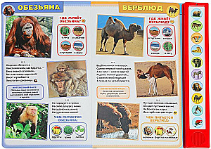 Дикие животные