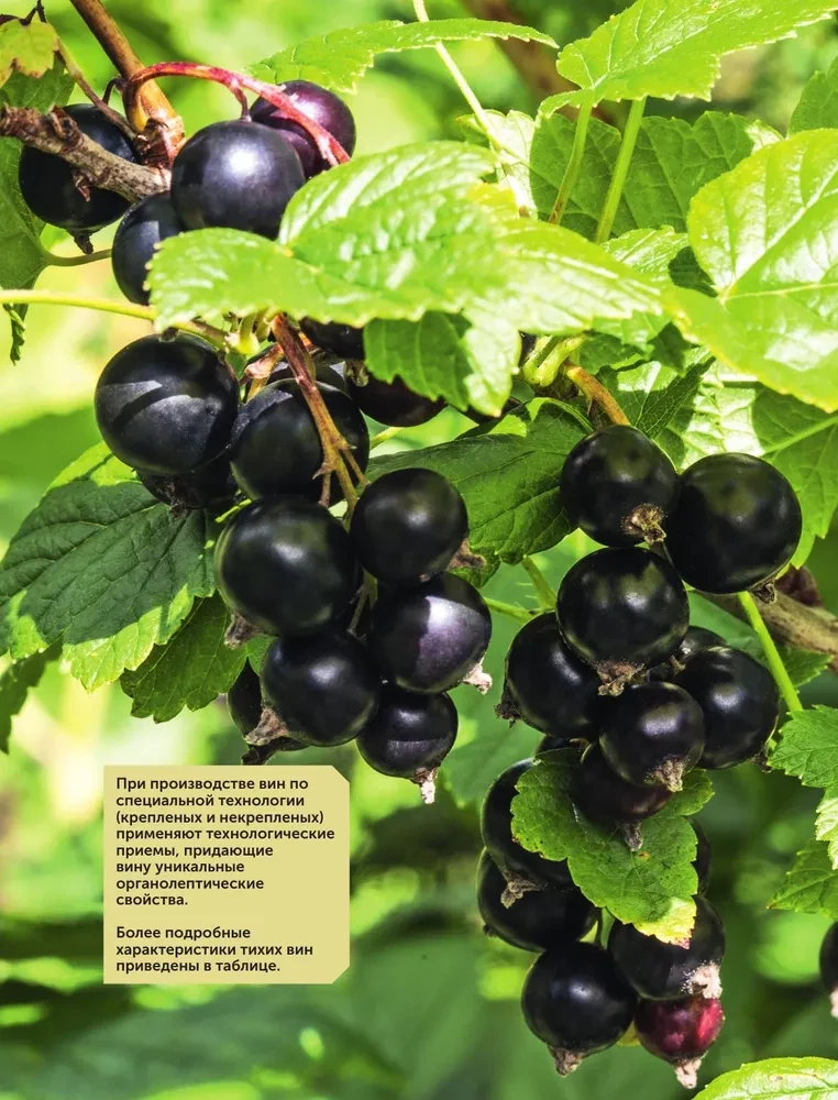 Augļu-ogu vīns. Mājas pagatavošanas tehnoloģija