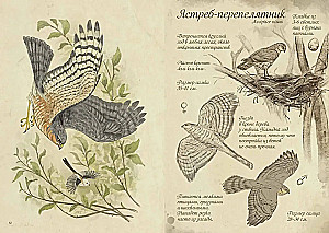 Meža putni. Mākslas grāmata