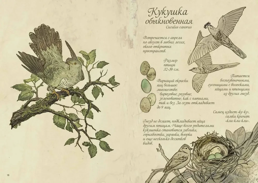 Meža putni. Mākslas grāmata