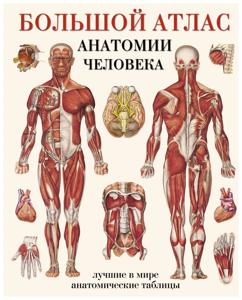 Lielais cilvēka anatomijas atlants