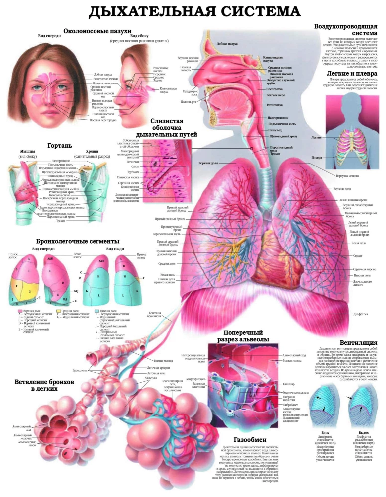 Lielais cilvēka anatomijas atlants