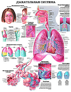 Lielais cilvēka anatomijas atlants