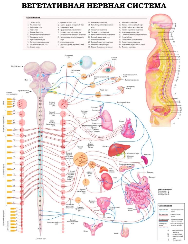 Lielais cilvēka anatomijas atlants