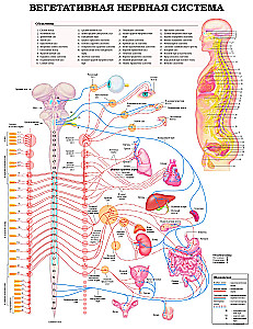 Lielais cilvēka anatomijas atlants