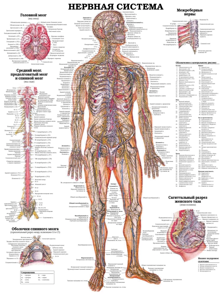 Lielais cilvēka anatomijas atlants
