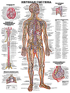 Lielais cilvēka anatomijas atlants