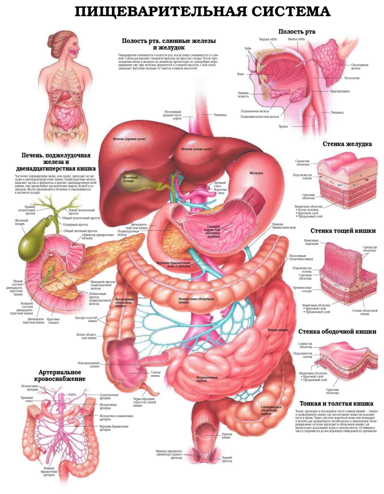 Lielais cilvēka anatomijas atlants