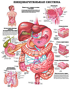 Lielais cilvēka anatomijas atlants