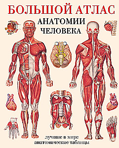 Большой атлас анатомии человека