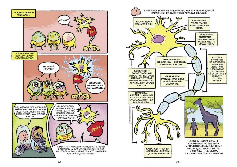 Smadzenes. Zinātniskais komikss
