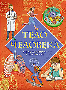 Тело человека. Атлас анатомии в картинках