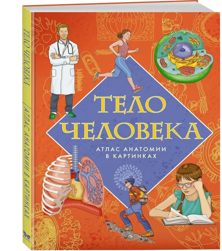 Тело человека. Атлас анатомии в картинках