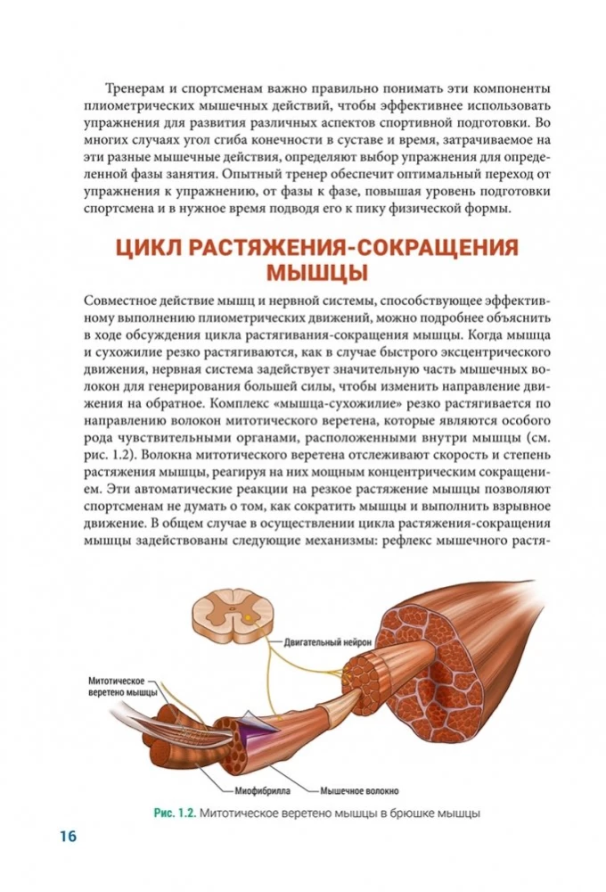 Анатомия плиометрики