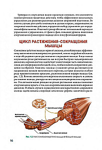 Анатомия плиометрики