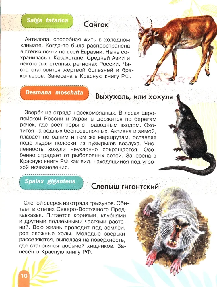 Красная книга. Активити