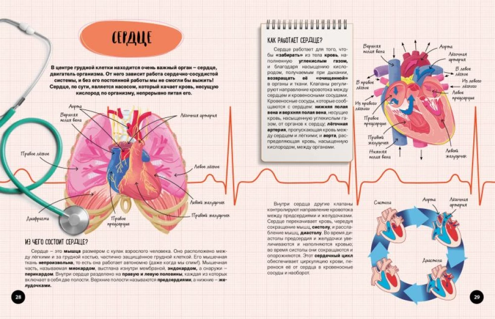 Что? Как? Почему? Мои первые знания про тело человека