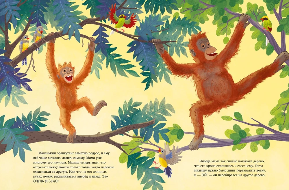 Mazais orangutāns. Piedzīvojumi tropu mežos