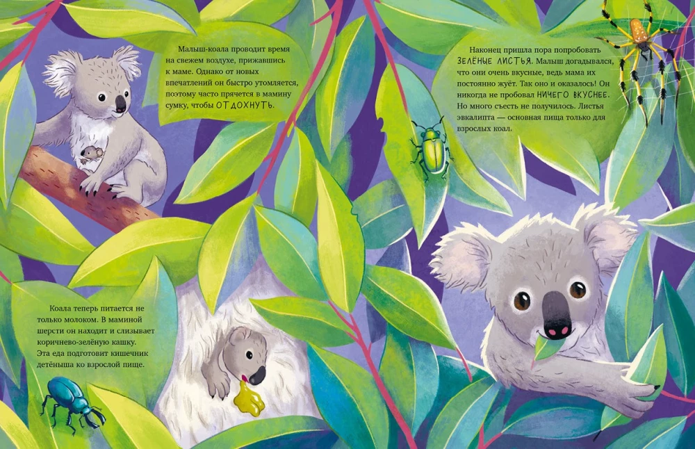 Mazais koala. Piedzīvojumi eikalipta mežā
