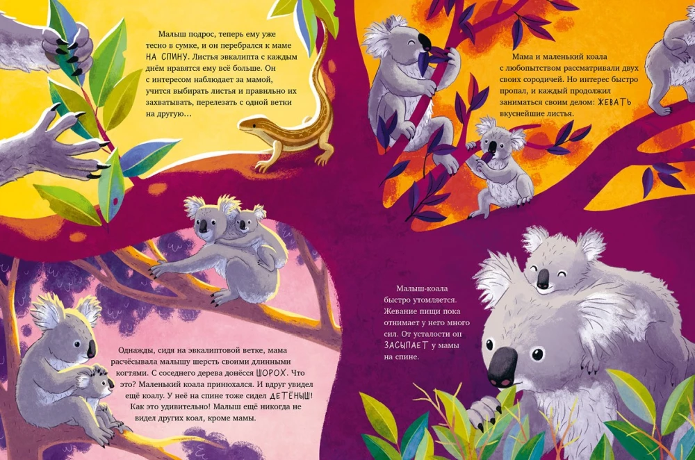 Mazais koala. Piedzīvojumi eikalipta mežā