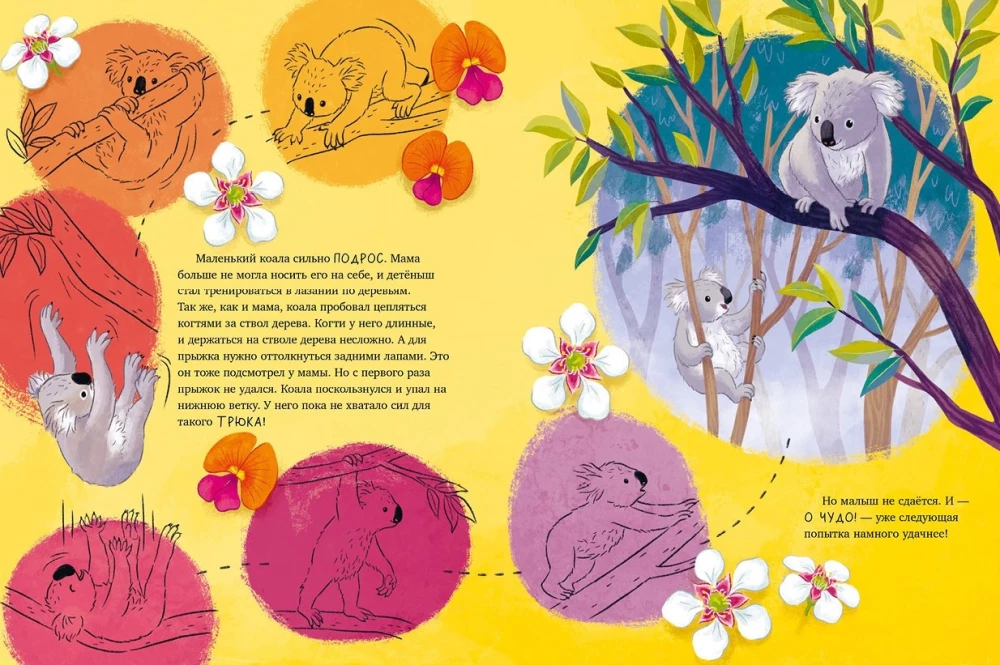 Mazais koala. Piedzīvojumi eikalipta mežā