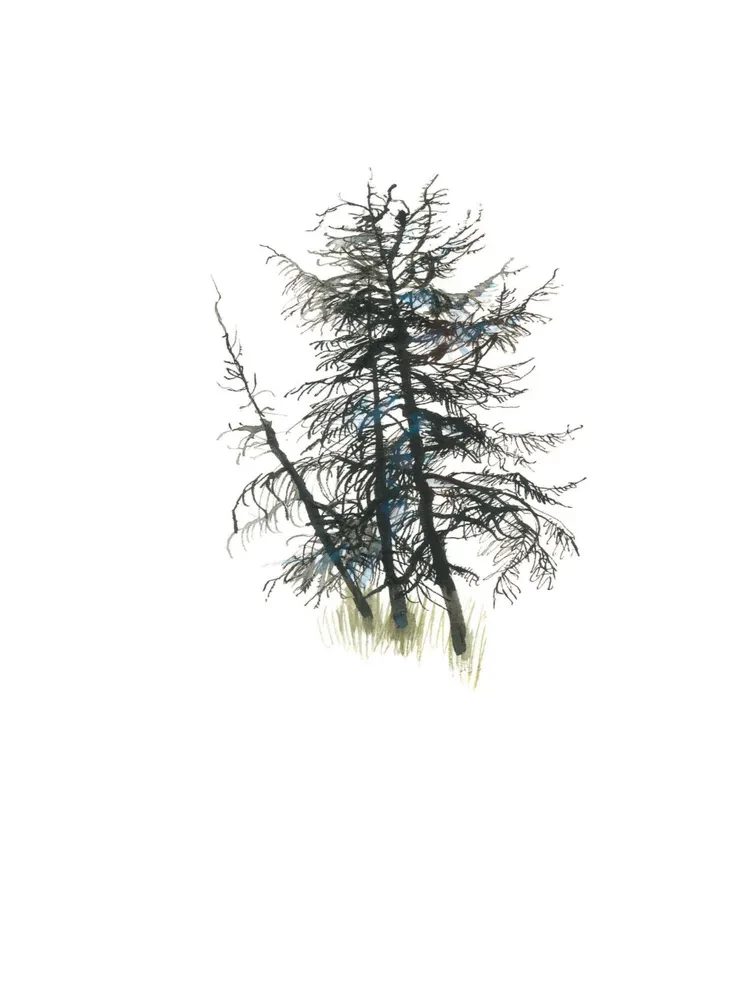 Arkturs - medību suns