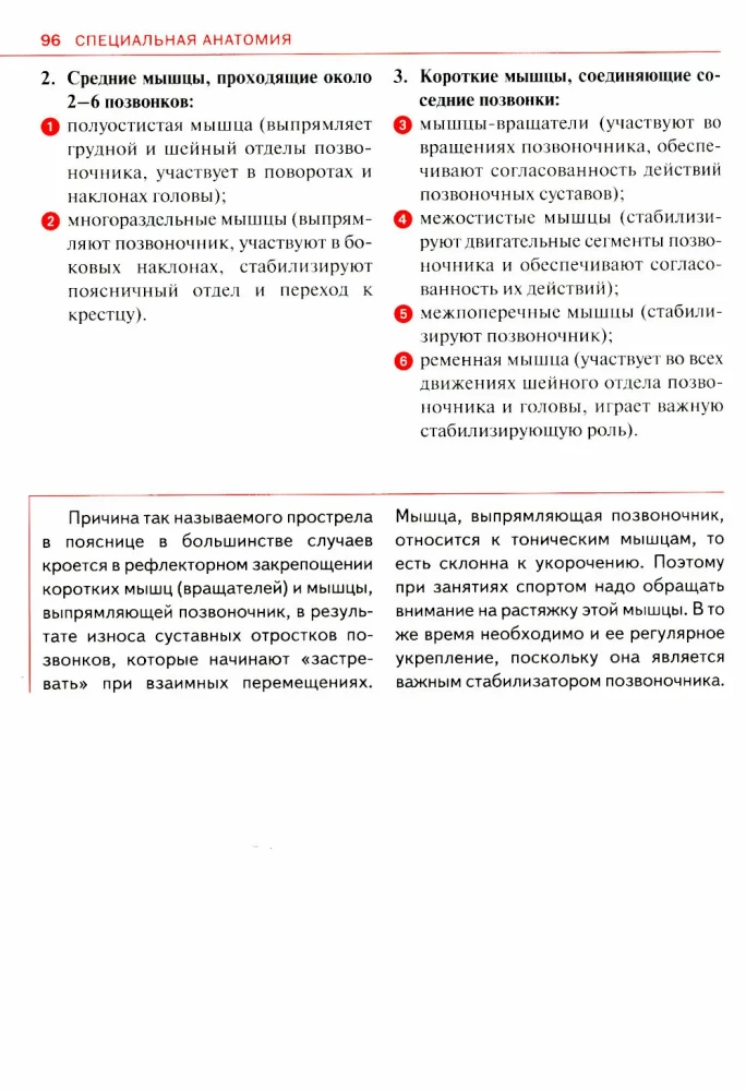 Спортивная анатомия