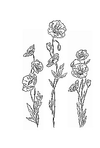 Fleška zvaigznei