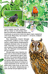 Nedziedātāju putni. Vidējā josla Eiropas daļā Krievijā. Putnu balsu noteicējs