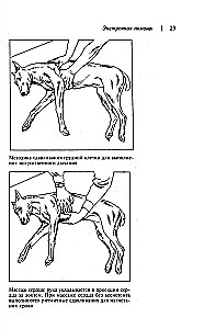 Mājas veterinārā rokasgrāmata suņu īpašniekiem