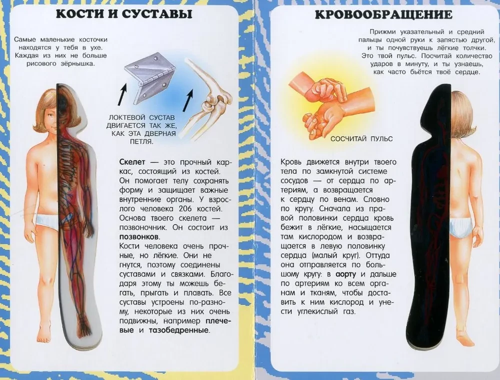 Mans pirmais atlants. Cilvēka ķermenis