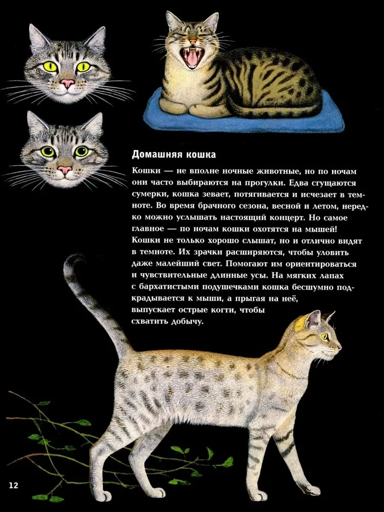 Nakts dzīvnieki