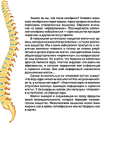 Сказочная анатомия