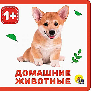 Домашние животные