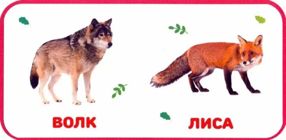 Savvaļas dzīvnieki