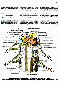 Атлас анатомии человека. Том 3. Неврология. Эстезиология