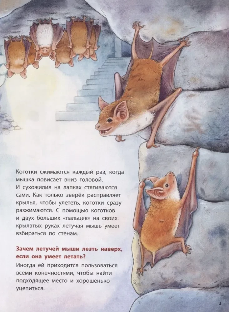 Куда летит летучая мышь? Познавательные истории