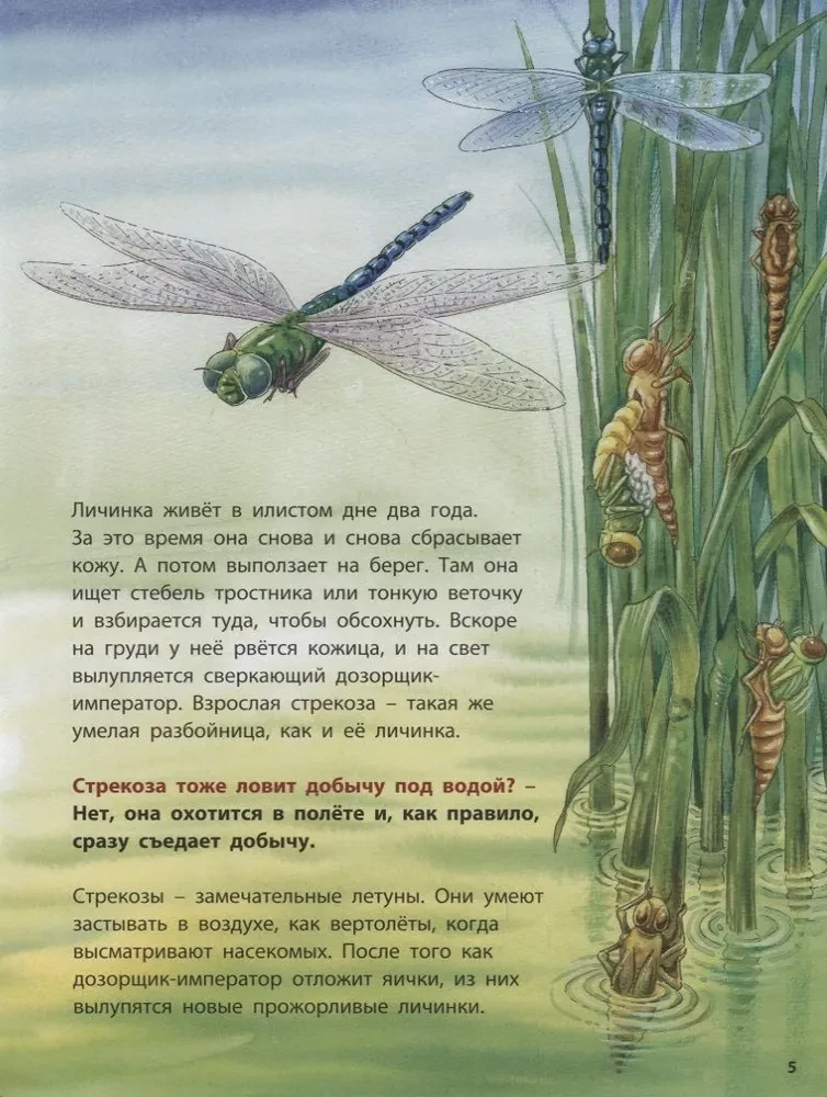 Лягушонок и его соседи. Познавательные истории