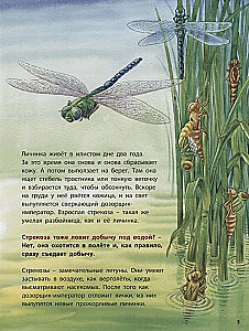 Лягушонок и его соседи. Познавательные истории