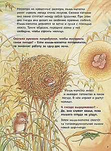 Животные-строители. Познавательные истории