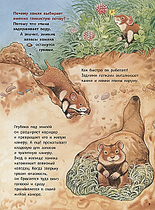 Животные-строители. Познавательные истории