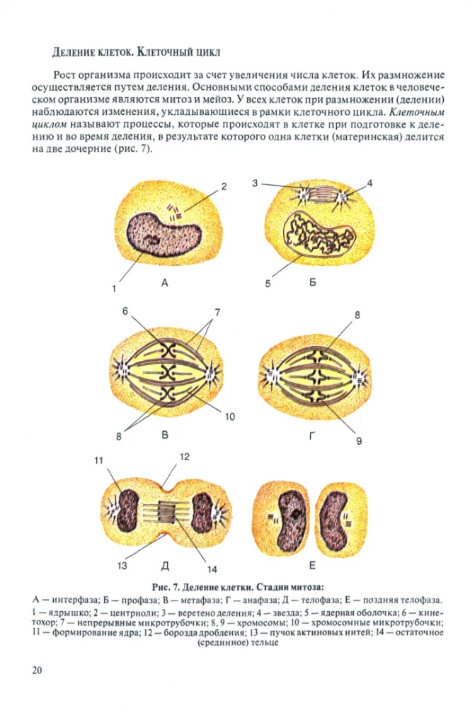 Cilvēka anatomija pediatriem. 1. sējums