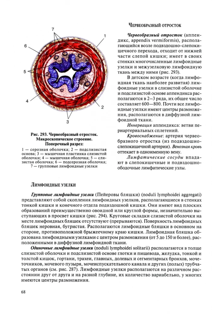 Cilvēka anatomija pediatriem. 2. sējums