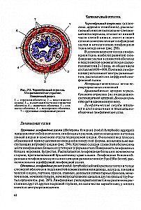 Cilvēka anatomija pediatriem. 2. sējums