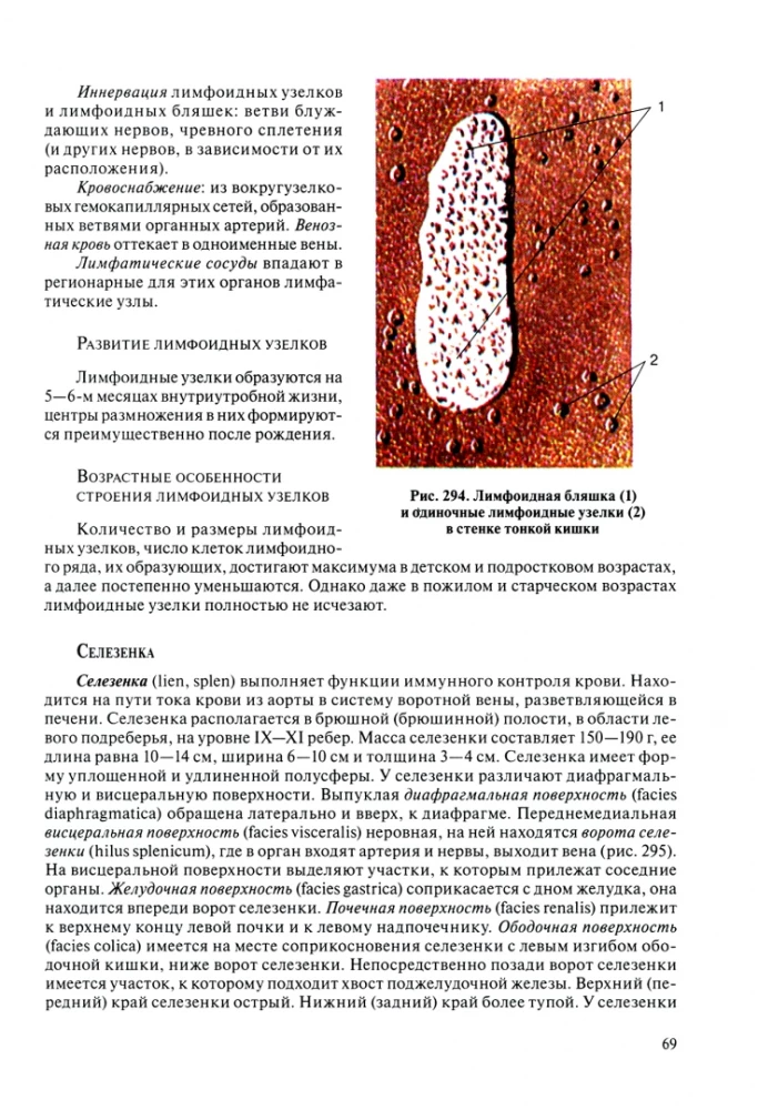 Cilvēka anatomija pediatriem. 2. sējums