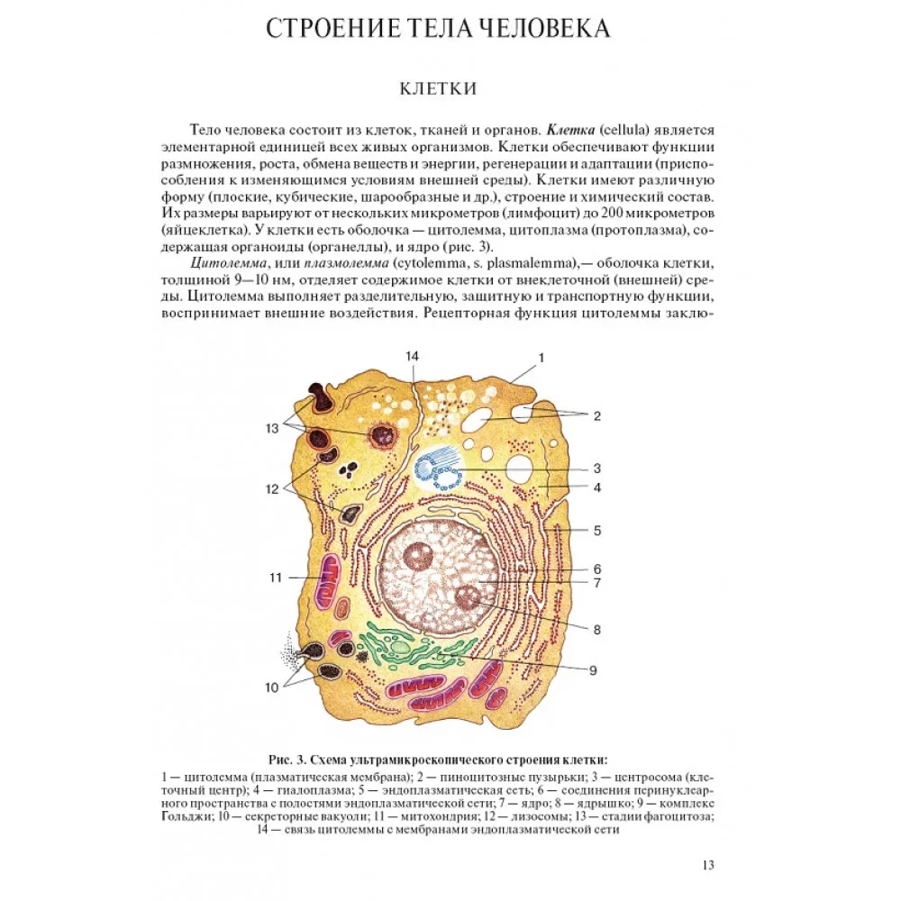 Cilvēka anatomija pediatriem. 2. sējums