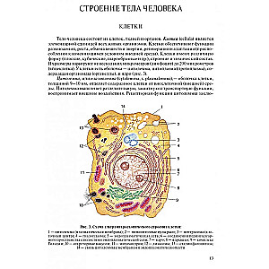Cilvēka anatomija pediatriem. 2. sējums