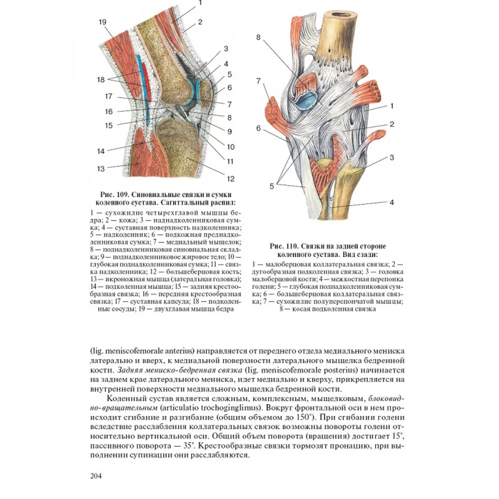 Cilvēka anatomija pediatriem. 2. sējums