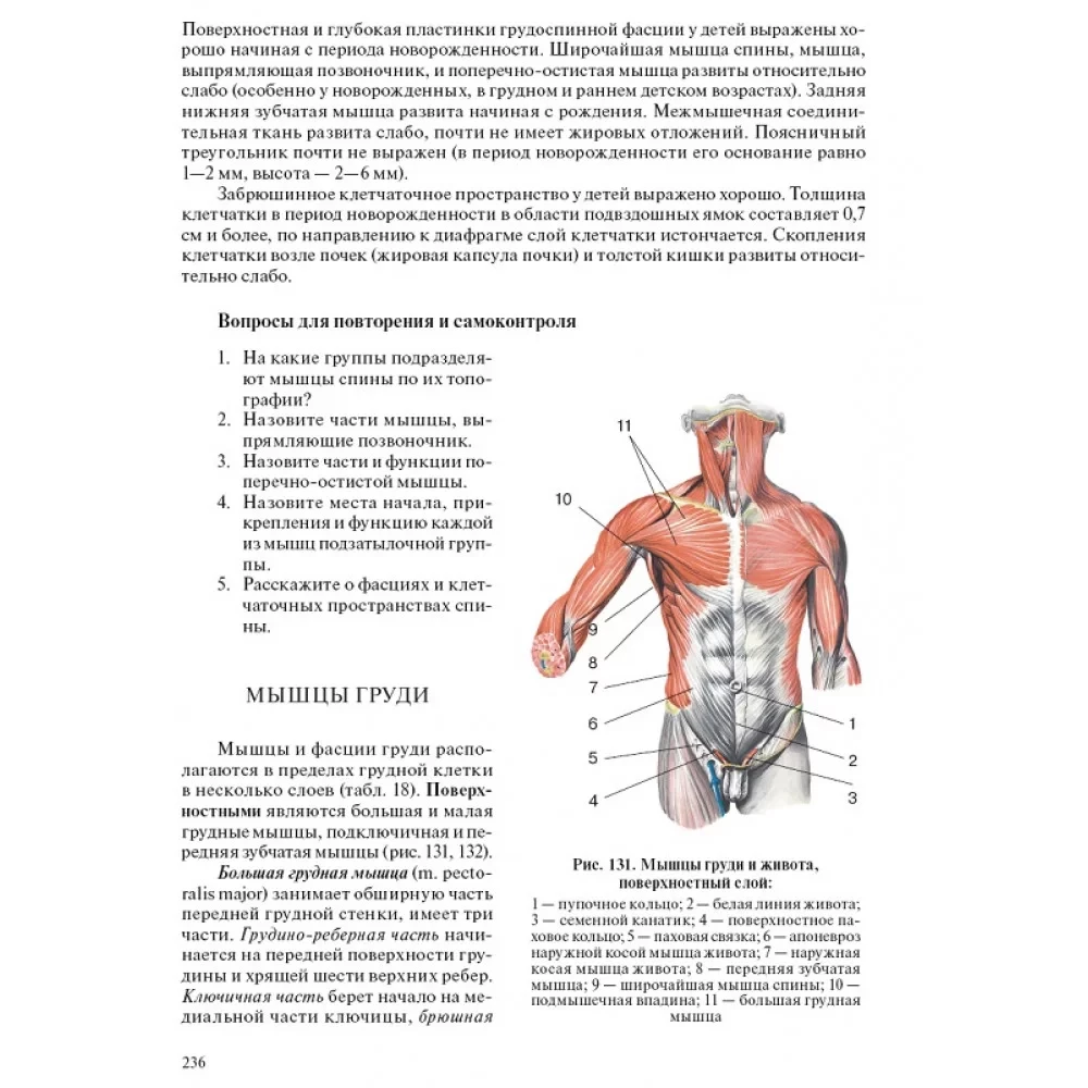 Cilvēka anatomija pediatriem. 2. sējums